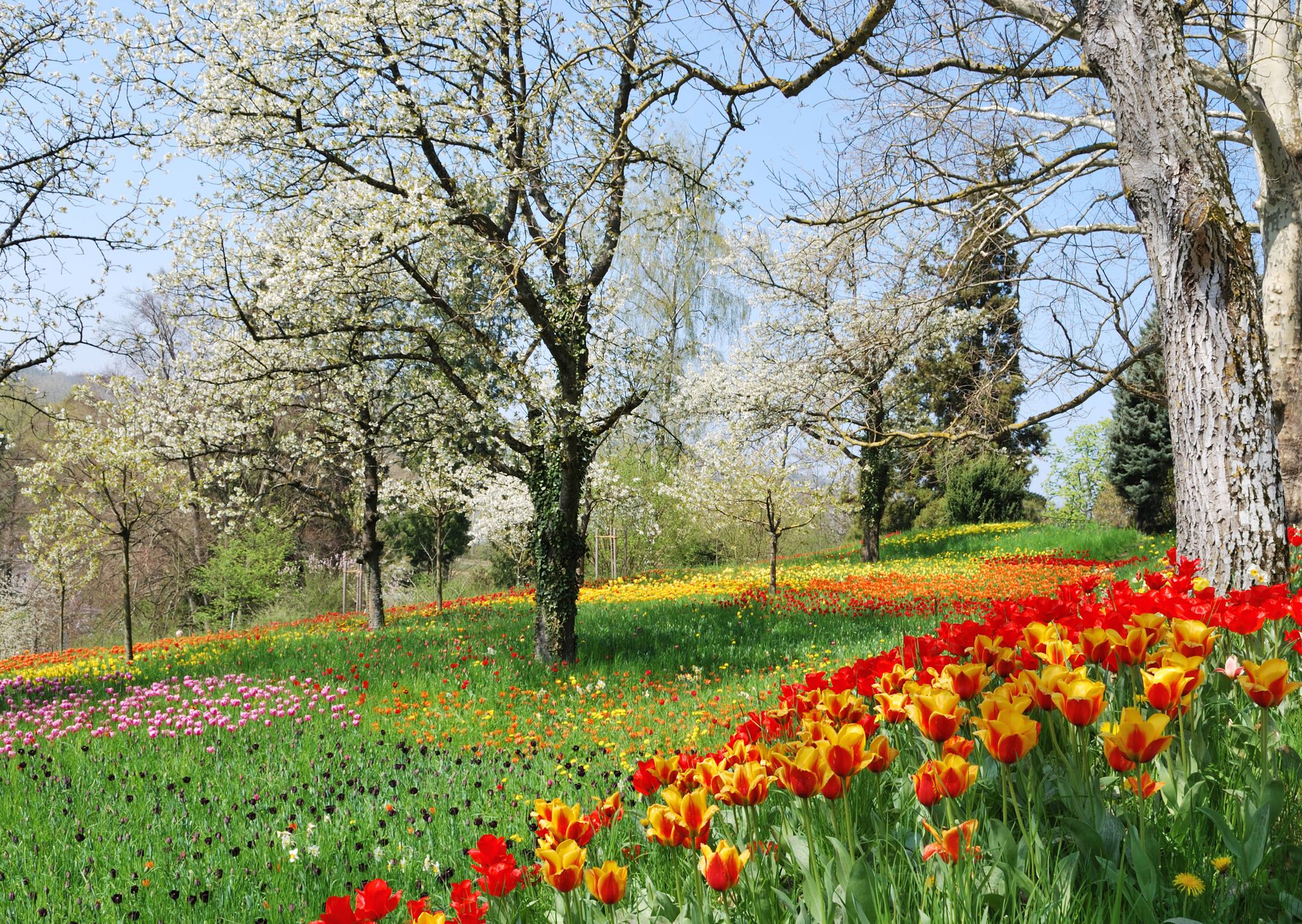 A beautiful spring view of blossoming trees in a field full of flowers. Red and yellow tulips are near the front of the picture, with a carpet of pink, purple, yellow and red flowers further away, all under a pale blue sky.