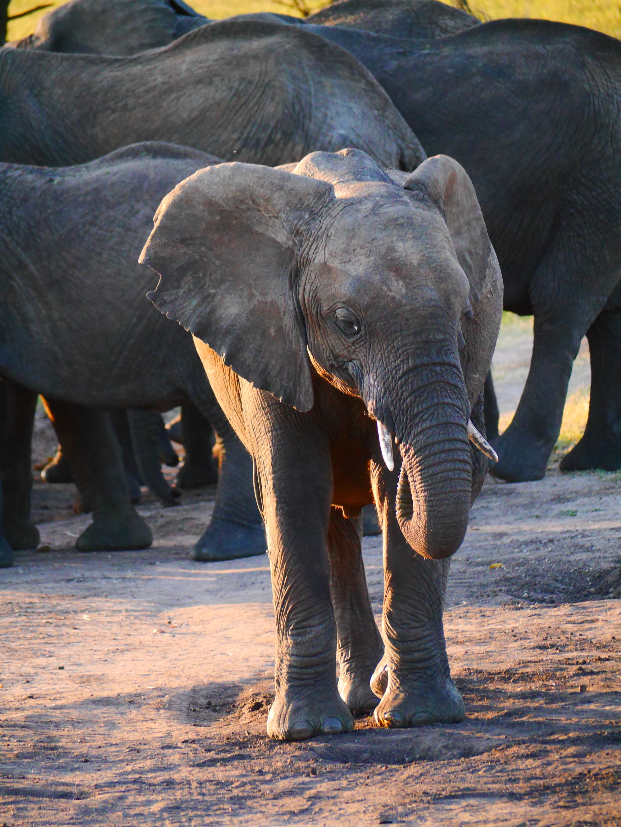 Publishing an Open Access Textbook on Environmental Sciences: Conservation Biology in Sub-Saharan Africa