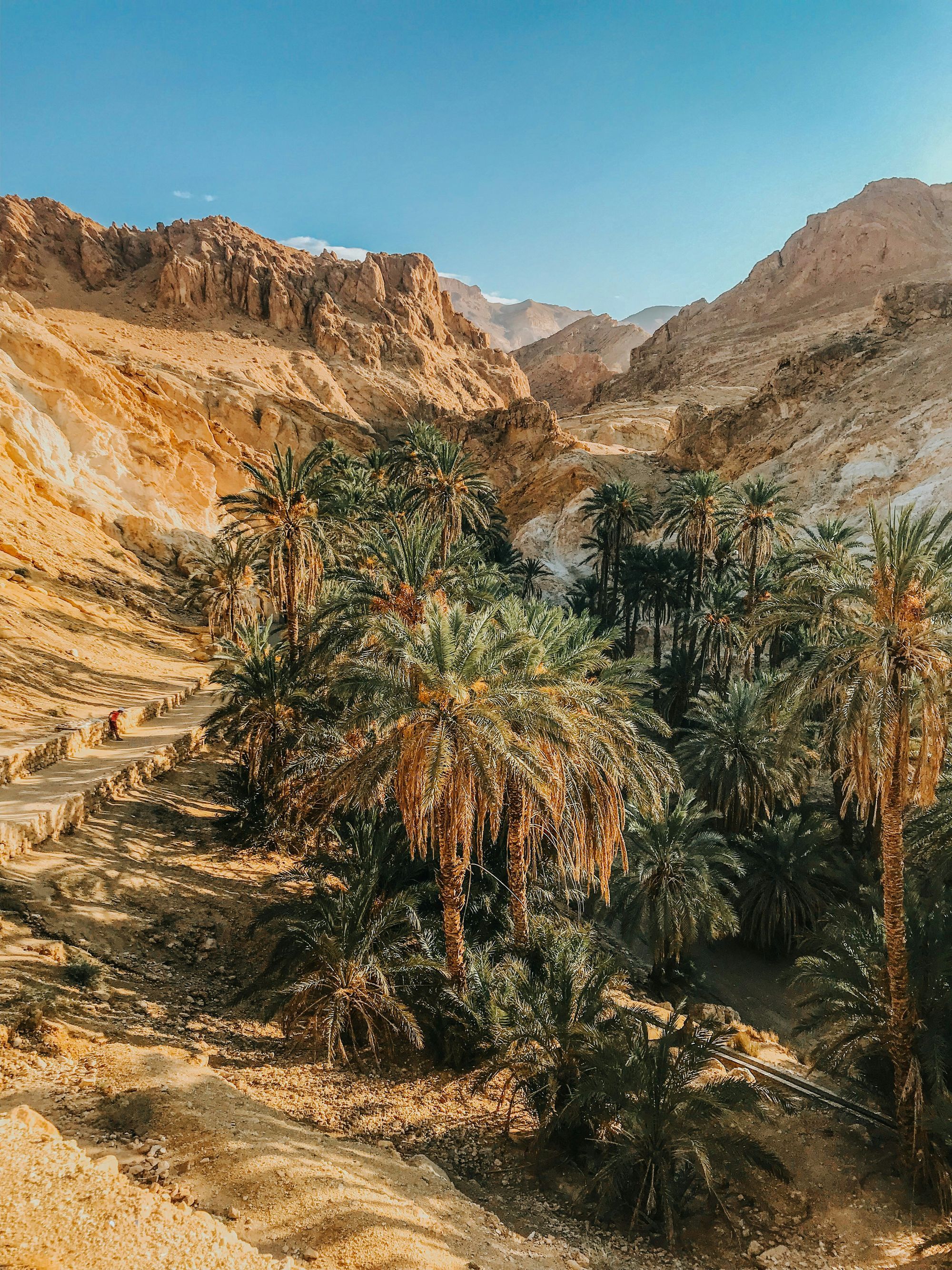 How do languages die? The case of the Jewish Arabic dialect of Gabes (Southern Tunisia)