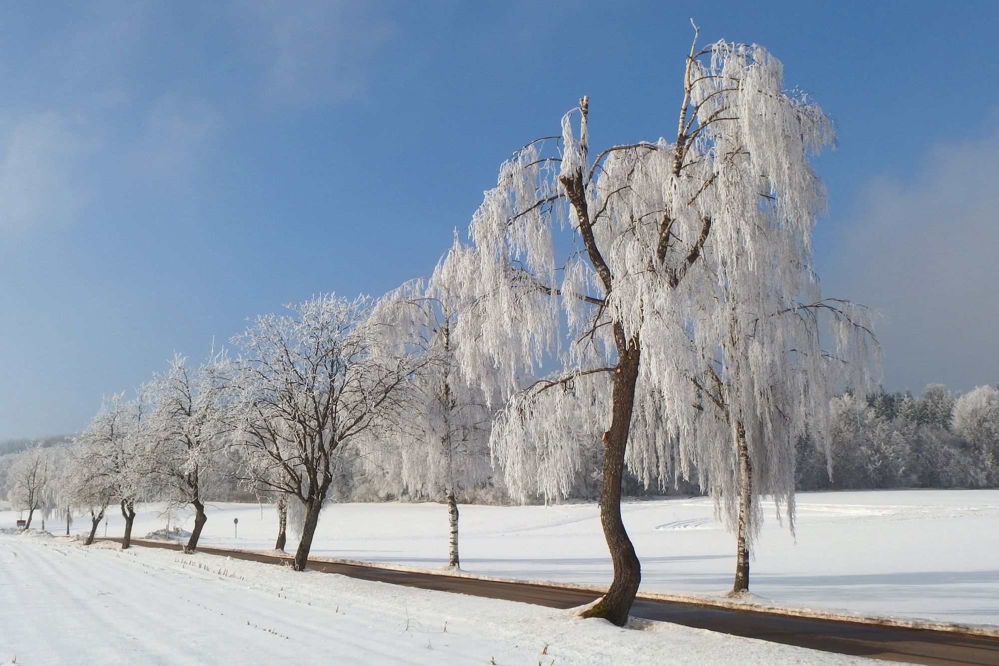A row of snow-covered trees in a snowy field under a blue sky.