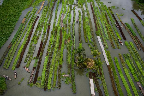 Thin strips of very green land floating in a large area of water.