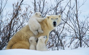 mother-and-cubs_2158573k